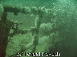 growth on the Ebenezer II off of Fort Lauderdale by Michael Kovach 